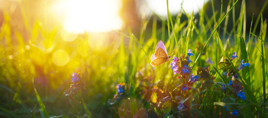 Sunny summer nature background with fly butterfly and blue wild flowers in grass with sunlight and bokeh. Outdoor nature - obrazy, fototapety, plakaty