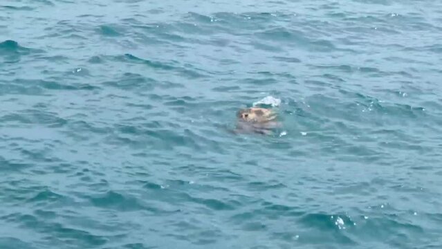 Two large sea turtles caretta caretta swim in the blue Mediterranean sea