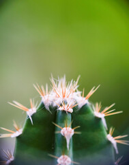 Selective focus close up photo of natural green cactus houseplant with sharp pickles.