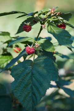 Ripe raspberries and green leaves at greenhouse