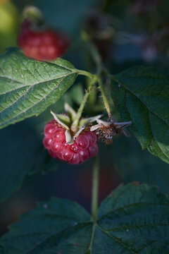 Ripe raspberries and green leaves at greenhouse