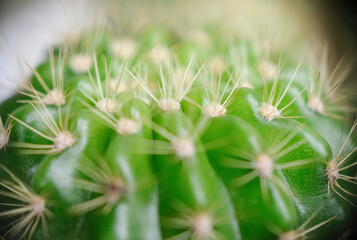 Obraz premium Selective focus close up photo of natural green cactus houseplant with sharp pickles.
