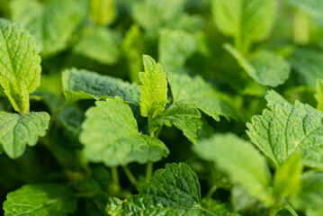 Close-Up of a Thriving Lemon Balm Plant in a Balcony Garden