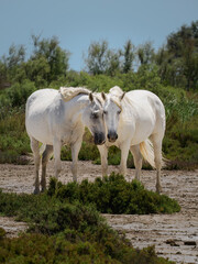 Camargue-Pferde in Frankreich