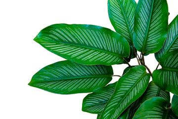 Dark green Calathea ornata (Pin-stripe calathea) leaves tropical foliage houseplant isolated. Tropical exotic foliage. PNG transparency