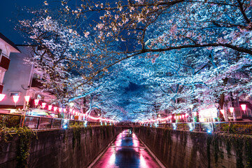 目黒川の桜並木　夜のライトアップ