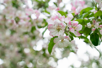 Blooming cherry blossom tree garden in spring