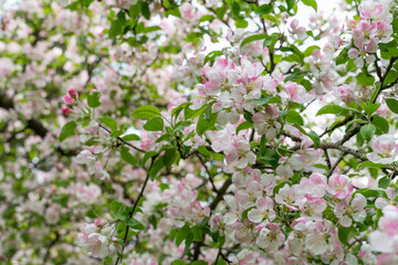 Blooming cherry blossom tree garden in spring