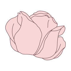 Rose flower bud line filled pink color illustration. Hand drawn realistic detailed vector illustration clipart.