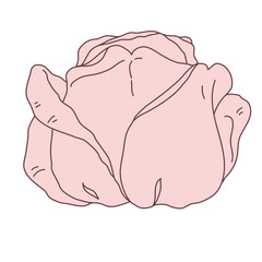 Rose flower bud line filled pink color illustration. Hand drawn realistic detailed vector illustration clipart.