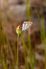 Gordijnen Macro shots, Beautiful nature scene. Closeup beautiful butterfly sitting on the flower in a summer garden. © blackdiamond67