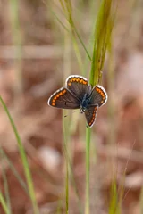 Foto op Canvas Macro shots, Beautiful nature scene. Closeup beautiful butterfly sitting on the flower in a summer garden. © blackdiamond67