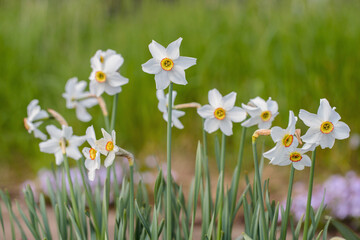 Poet’s daffodils (Narcissus poeticus). Use in perfumery.