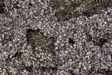 Coastal oyster farm near the beach in the sea.