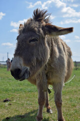 a closeup shot of a cute donkey