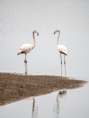 Two Flamingos looking at each other at the mouth of the Guadalhorce river, Malaga Spain. Integration of birds in the city of Malaga. Sustainability.