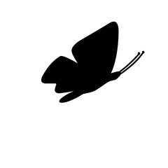 butterfly vector