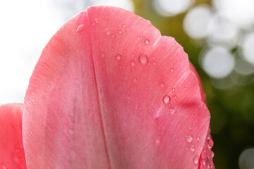 close up of pink tulip