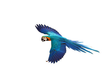 Colorful flying parrot isolated on transparent background png file