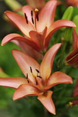 Fototapeta premium Bouquet of large Lilies. Lilium belonging to the Liliaceae. Blooming orange tender Lily flower. Orange Stargazer Lilly flowers background. Closeup of stargazer lilies and green foliage. Summer