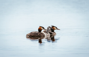 Great crested grebe's family (Podiceps cristatus) swims in the water on a sunny spring evening.  Great crested grebe parents with two nestings swims. Large birds with red eyes, long bills.