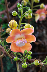 Flower of the Cannonball tree (Couroupita guianensis) in Esplanade Park, Singapore.