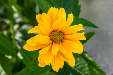 Fine wild growing flower aster false sunflower on background meadow