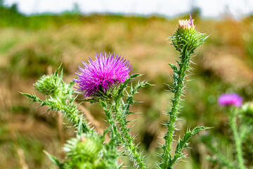 Beautiful growing flower root burdock thistle on background meadow
