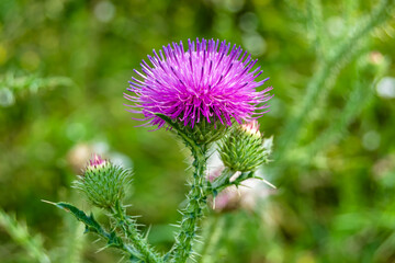 Beautiful growing flower root burdock thistle on background meadow