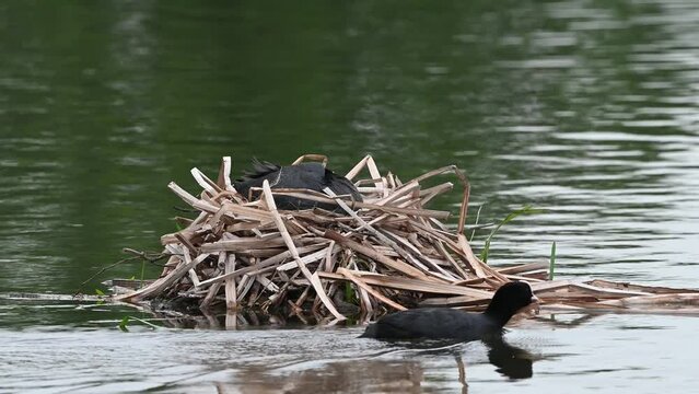 Coots building a nest in the springtime