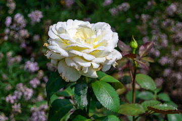Photography on theme beautiful wild growing flower rose