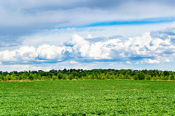 Beautiful horizon scenery in village meadow on color natural background