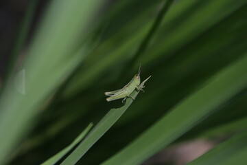 Portrait of a grasshopper in a rice field