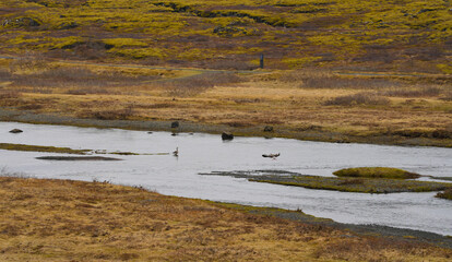 landscape in Iceland. outdoor photography.