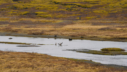 beautiful landscapes in Iceland. photo during the day.