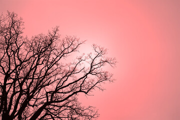 Leafless Oak tree branches silhouette. Black and red. Natural oak tree branches silhouette on a red background. Silhouettes of a dark gloomy forest with textured trees. Gothic background. 