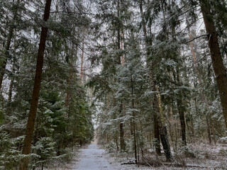 Fototapeta premium Sleeping forest covered with snow