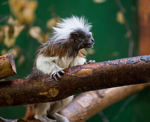Saguinus oedipus stands on a wooden twig
