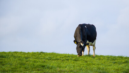 black and white cow grazing on a green meadow. copy space