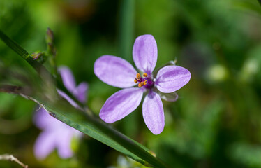 Purple flower of Erodium plant with blurred background