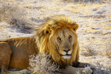 lion in the serengeti