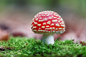 fly agaric mushroom