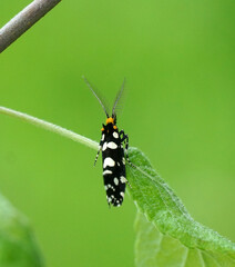 white spotted moth sitting on a apple leaf , close up ,pictured in may