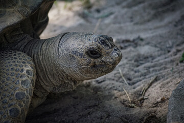 turtle on the rocks