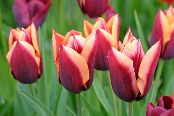Triumph Tulip 'Slawa' in flower. - obrazy, fototapety, plakaty