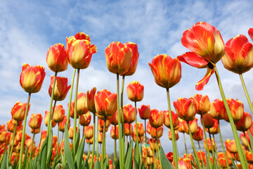 Fototapeta premium Darwin hybrid Tulip 'Banja Luka' in flower.