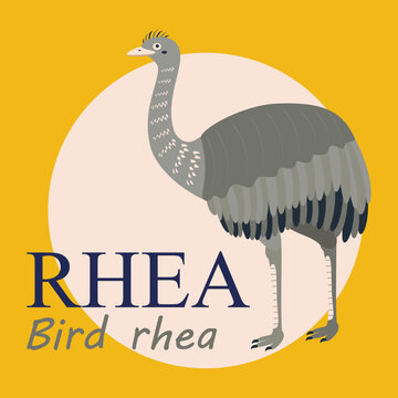 Poster, banner with rhea bird and text. Poster layout design. Letters.