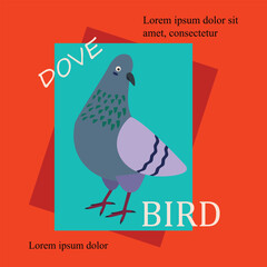 Poster, banner with dove bird and text. Poster layout design.