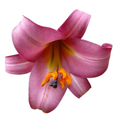 Fleur de lys pourpre