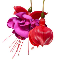 Gros plan de fleurs de Fuchsia rouge et violet  © hcast